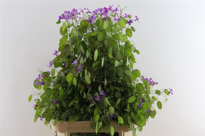 <h4>Lunaria Ann Paarse 110cm Extra P Stem</h4>