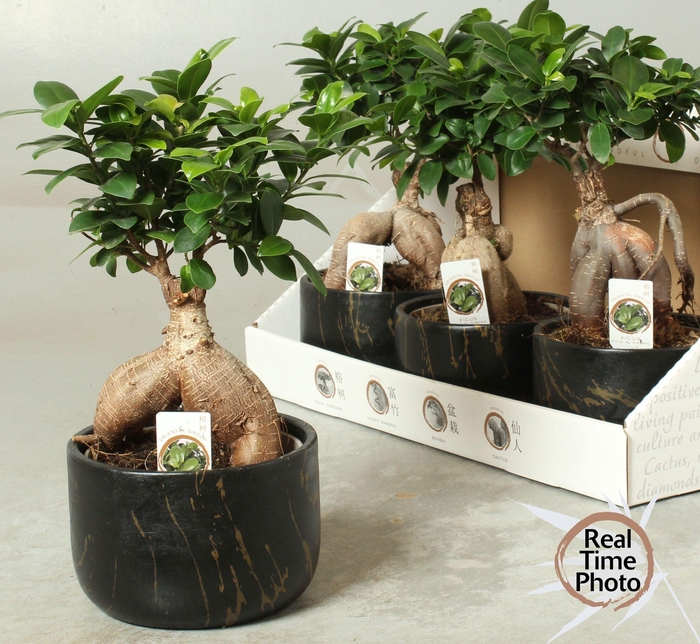 <h4>FIC MI GINSENG</h4>