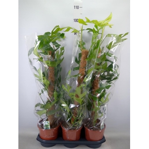 Monstera delic. 'Piccolo'