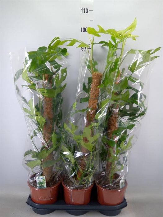 <h4>Monstera delic. 'Piccolo'</h4>