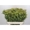 Leucadendron Pisa Spray