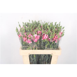 DI SYMPLY CHERRY CERISE