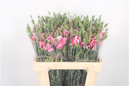 <h4>DI SYMPLY CHERRY CERISE</h4>