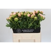 Paeonia Colonel Owen Cousins