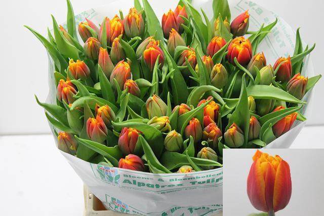 <h4>TU DU ATLAS</h4>