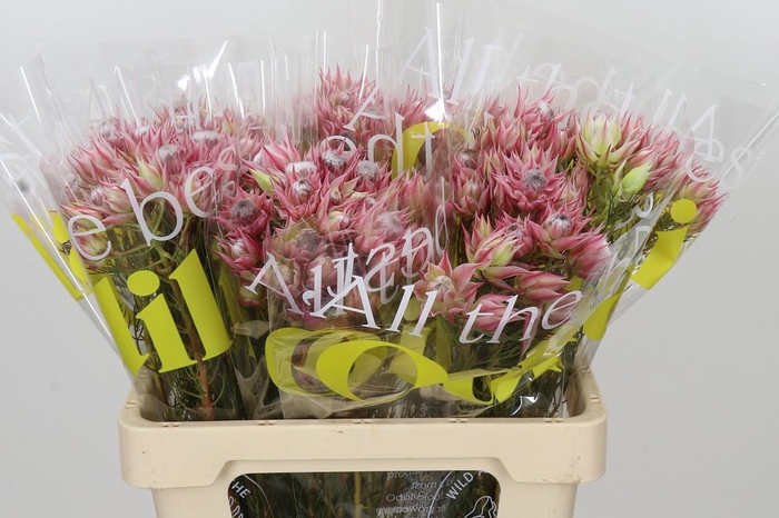 <h4>Blushing Bride Pink 2/5 Flowers</h4>