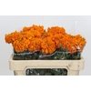 Tagetes Marigold Promise Orange
