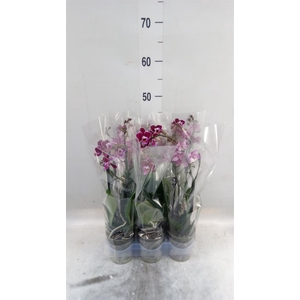 Phalaenopsis multi.   ...