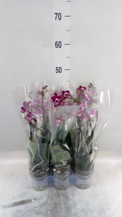 <h4>Phalaenopsis multi.   ...</h4>