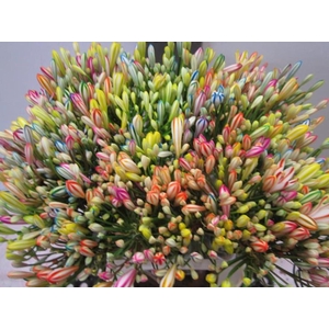Agapanthus Rainbow