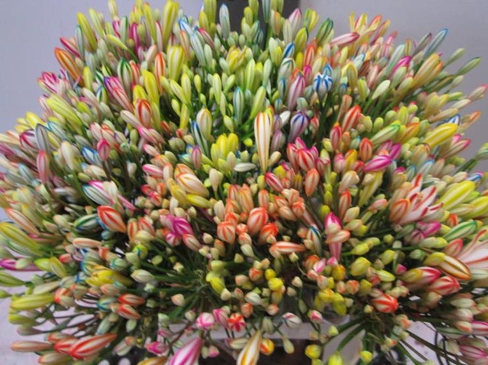 <h4>Agapanthus Rainbow</h4>