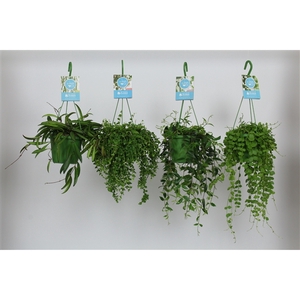 HangonGreen Hangplanten Gemengd 14 cm