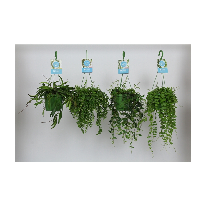 <h4>HangonGreen Hangplanten Gemengd 14 cm</h4>