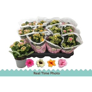 KAL GE GEM TWEEKL BL