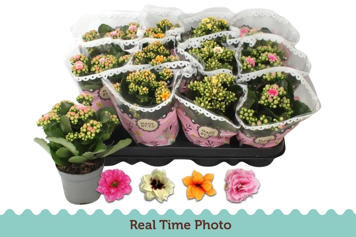 <h4>KAL GE GEM TWEEKL BL</h4>