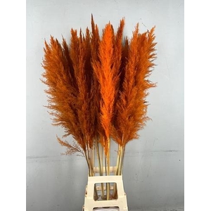 DF Pampas 130cm Orange