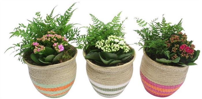 <h4>0714 MND NATUREL BIES X3</h4>