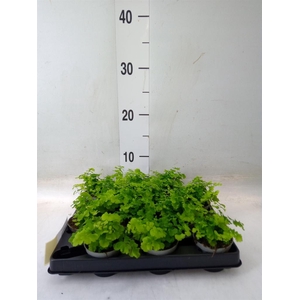 Adiantum raddi. 'Fritz-Luthi'