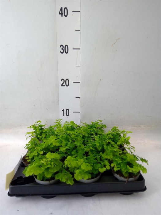 <h4>Adiantum raddi. 'Fritz-Luthi'</h4>