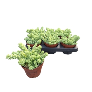 SEDUM BURRITO