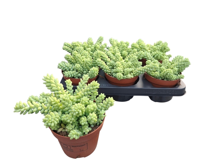 <h4>SEDUM BURRITO</h4>