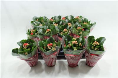 <h4>RODE MINI KALANCHOE</h4>