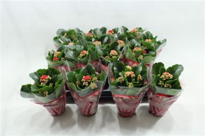 <h4>Rode Mini Kalanchoe</h4>