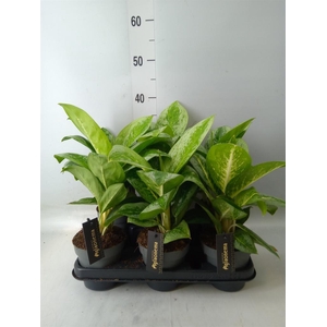 Aglaonema  'Lemon Mint'