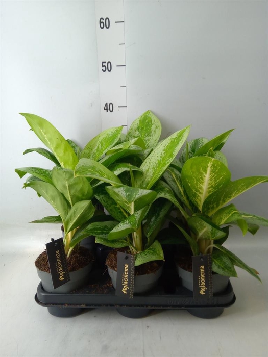 <h4>Aglaonema  'Lemon Mint'</h4>
