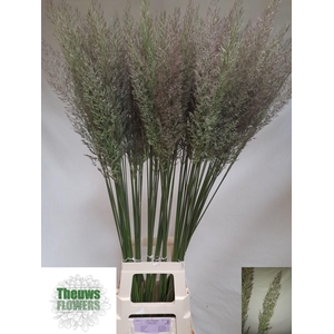 Calamagrostis Brachy 90 Cm