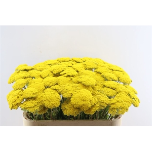 Achillea F Park Variety