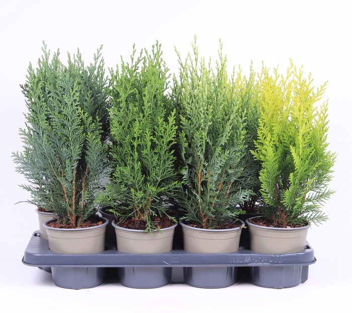 <h4>Chamaecyparis gemengde bak</h4>