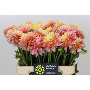 Dahlia Gold Code