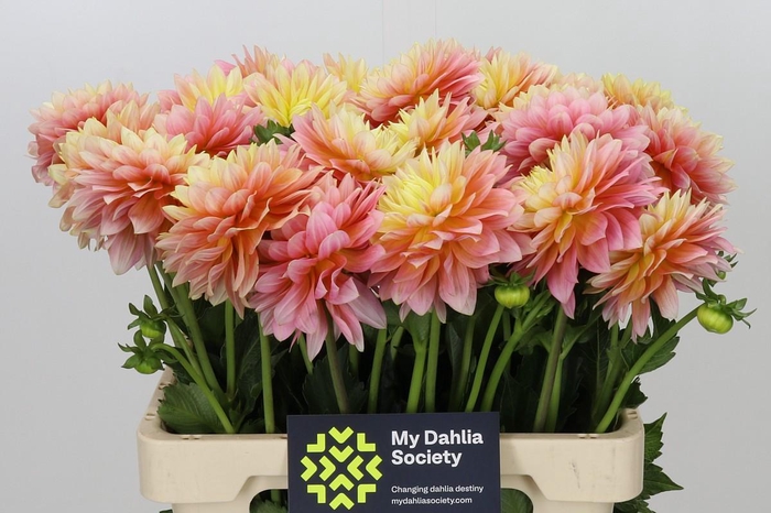 <h4>Dahlia Gold Code</h4>