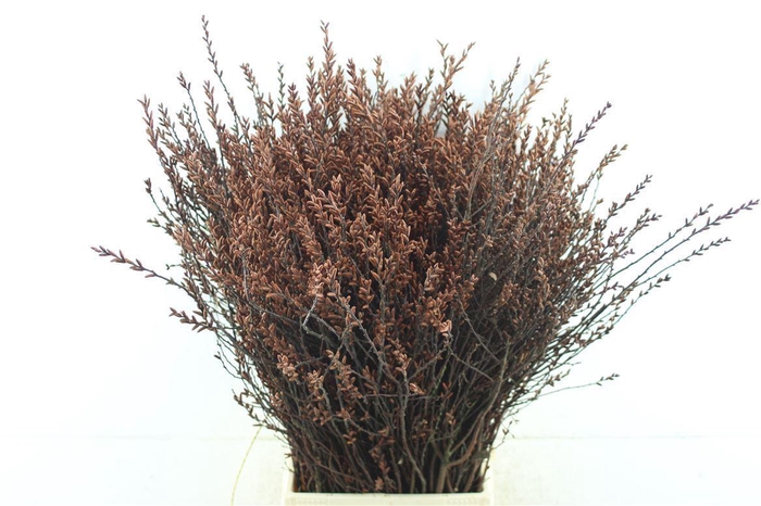 <h4>Myrica Gale</h4>