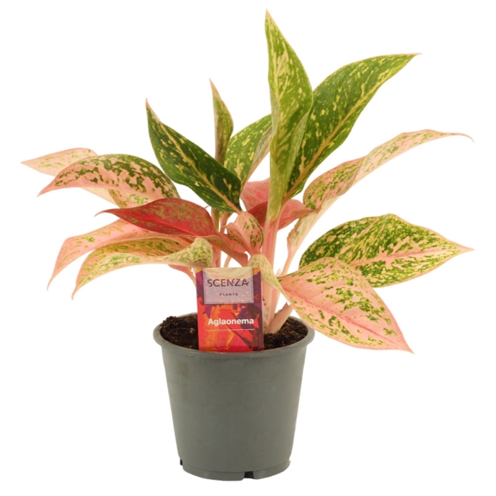<h4>Aglaonema Prestige 12 cm</h4>