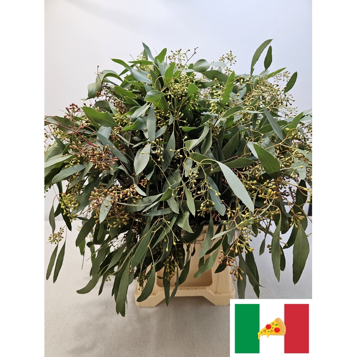 <h4>EUC POP BES PB</h4>