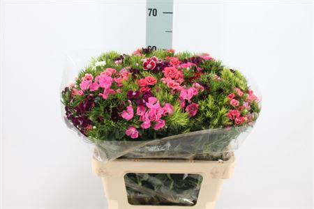 <h4>Dianthus Ba Mix Rainbow X50</h4>