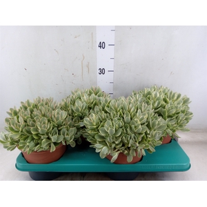 Crassula   ...