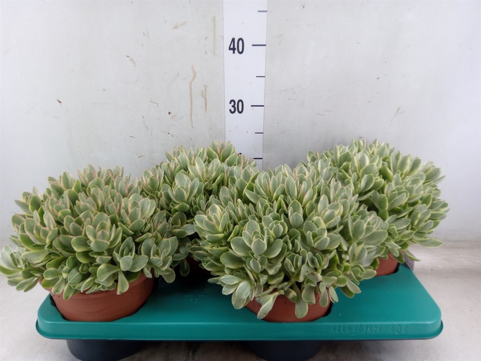 <h4>Crassula   ...</h4>