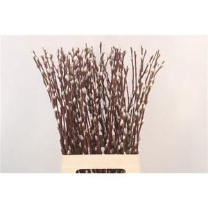Salix Ca Snow Flake