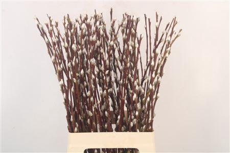 <h4>Salix Ca Snow Flake</h4>