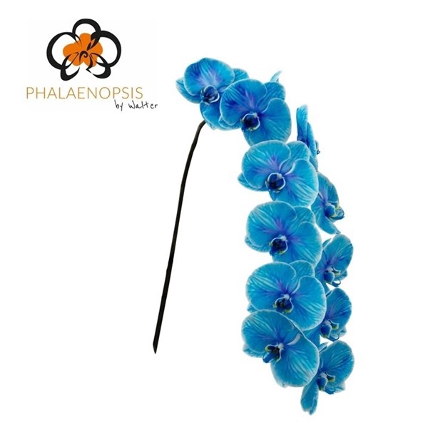 <h4>Phal Coloured Dark Blue 10-14</h4>