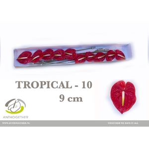 ANTH A TROPICAL 10 small pack