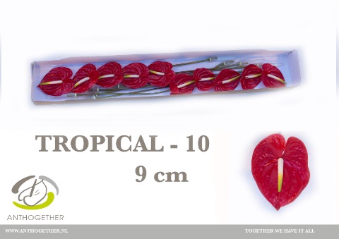 ANTH A TROPICAL 10 small pack