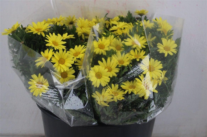 <h4>Margriet Geel Ptk</h4>