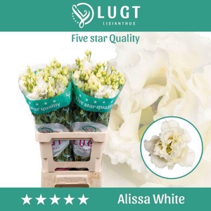 Lisianthus Alissa White 996