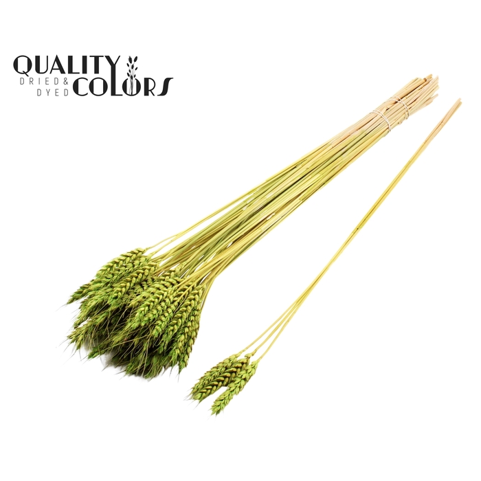 <h4>Triticum 3pc/Tuft Light Green</h4>