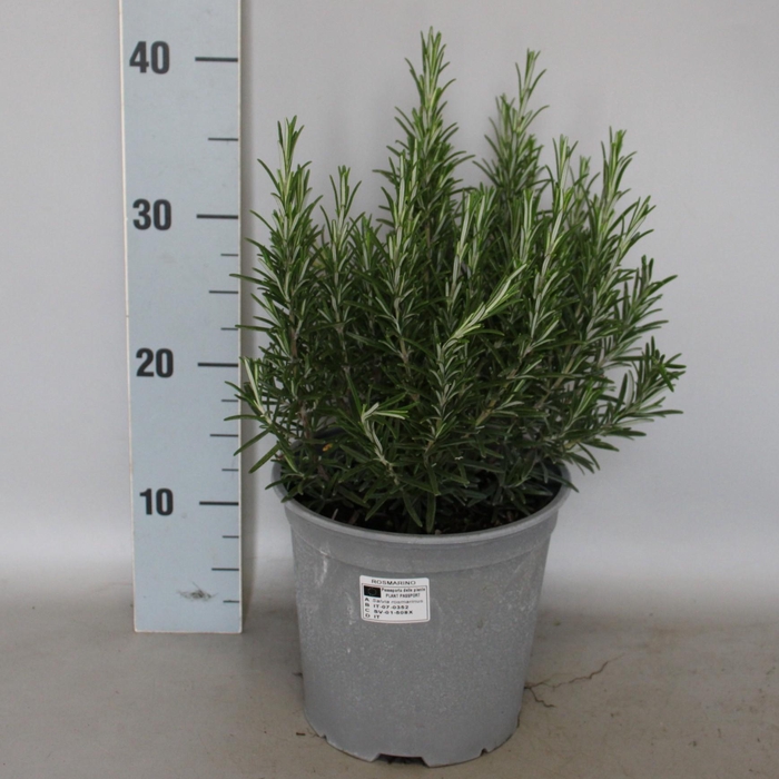 <h4>Kruiden I Rosmarinus officinalis (Rozemarijn) 18cm</h4>