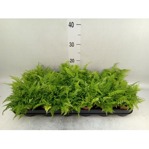 Athyrium   ...